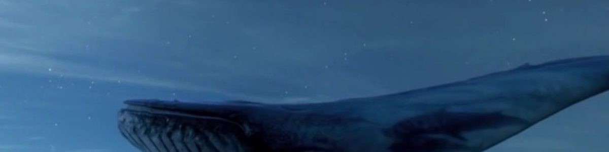 “Baleia Azul”: Tudo sobre o jogo que já fez a 1ª vítima em Portugal