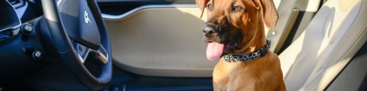 Tesla irá lançar o ‘modo cão’ para manter os animais seguros e frescos