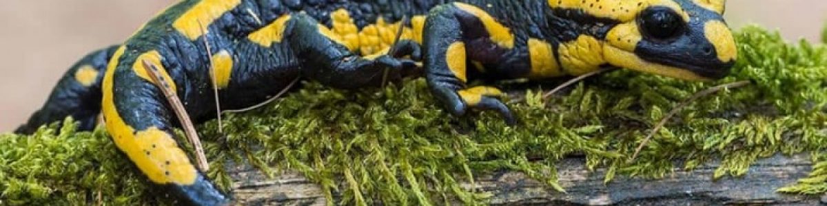Estudo intrigante sugere que humanos têm capacidade de regeneração como a salamandra