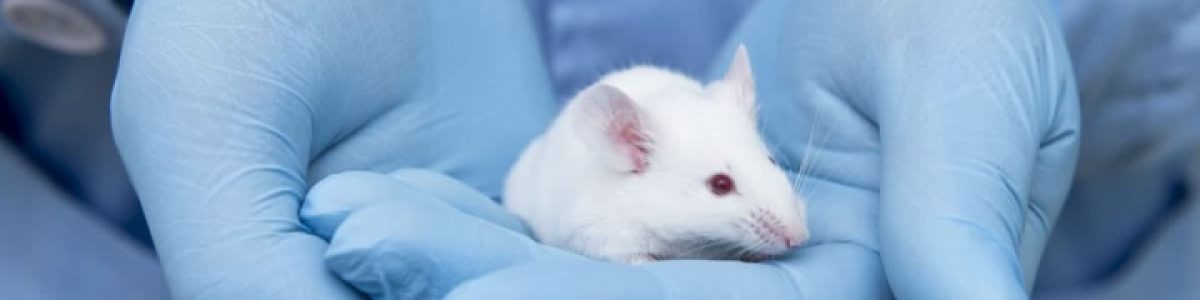 Investigadores encontraram uma cura para a diabetes (em ratos de laboratório)