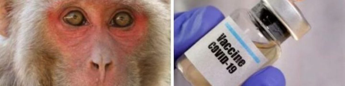 Descoberta vacina que protege macacos contra a Covid-19