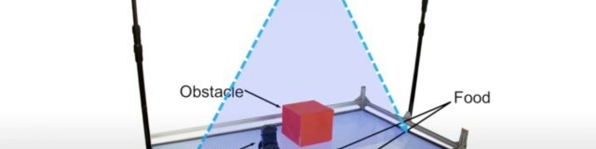 Engenheiros construíram robô capaz de realizar previsões