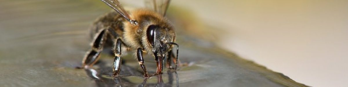 Cientistas estão a treinar abelhas para detetar o coronavírus