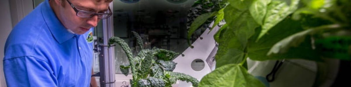 Rússia vai cultivar vegetais numa estufa espacial