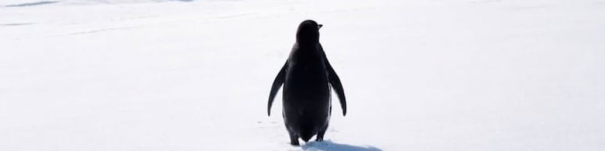 Já ouviu falar do “Nihilistic Penguin”? Entenda o fenómeno que está a enlouquecer a Internet