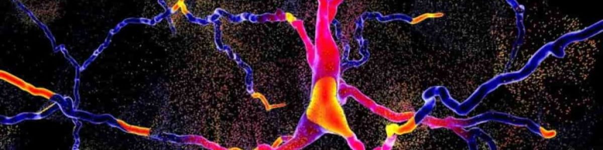 Parkinson pode ser mais do que perturbação do movimento: afeta toda uma rede cerebral!
