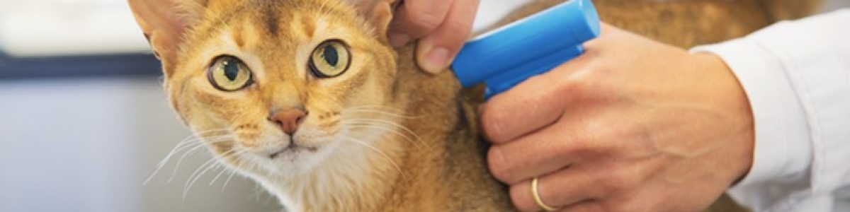 UE com novas regras para cães e gatos de companhia